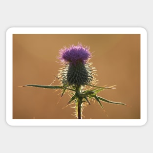 Thistle Sticker